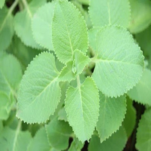 Combo 3 cây giống húng chanh