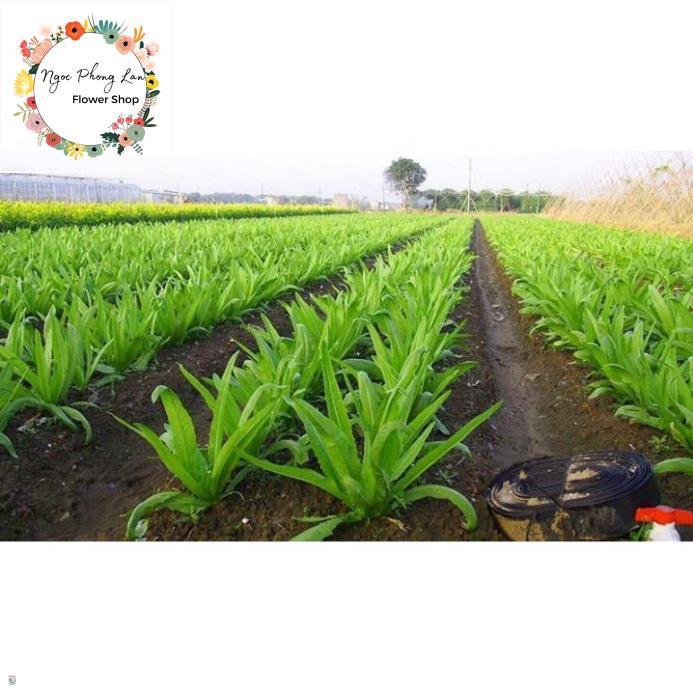Giống Rau Cải Nhíp - Gói 10 Gram
