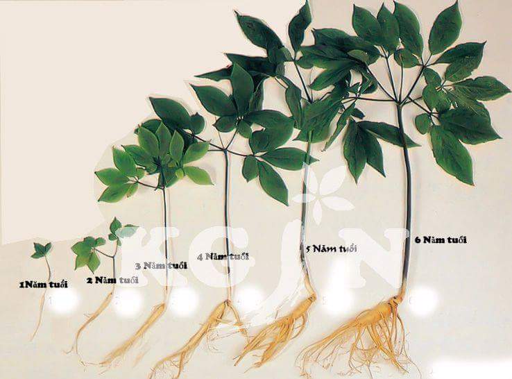 "Gói 5 Hạt " Hạt giống nhân sâm hàn quốc 5 hạt