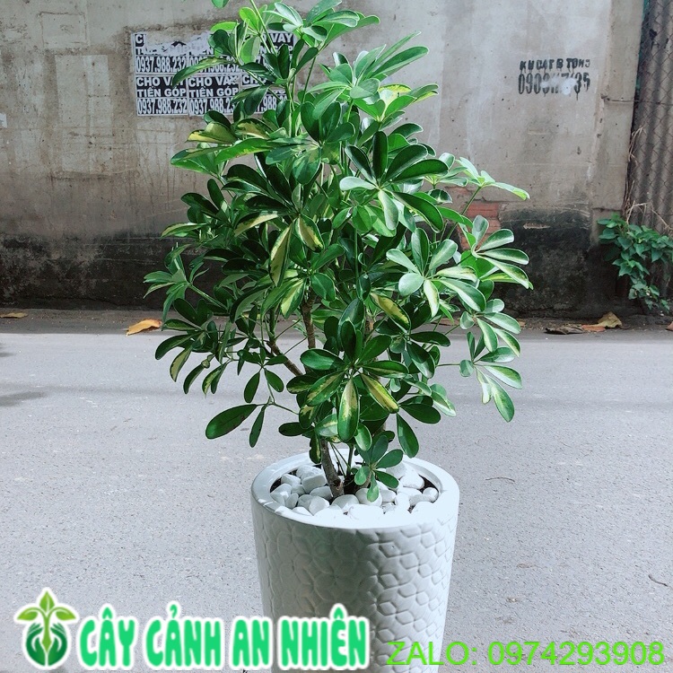 Chậu cây ngũ gia bì size đại