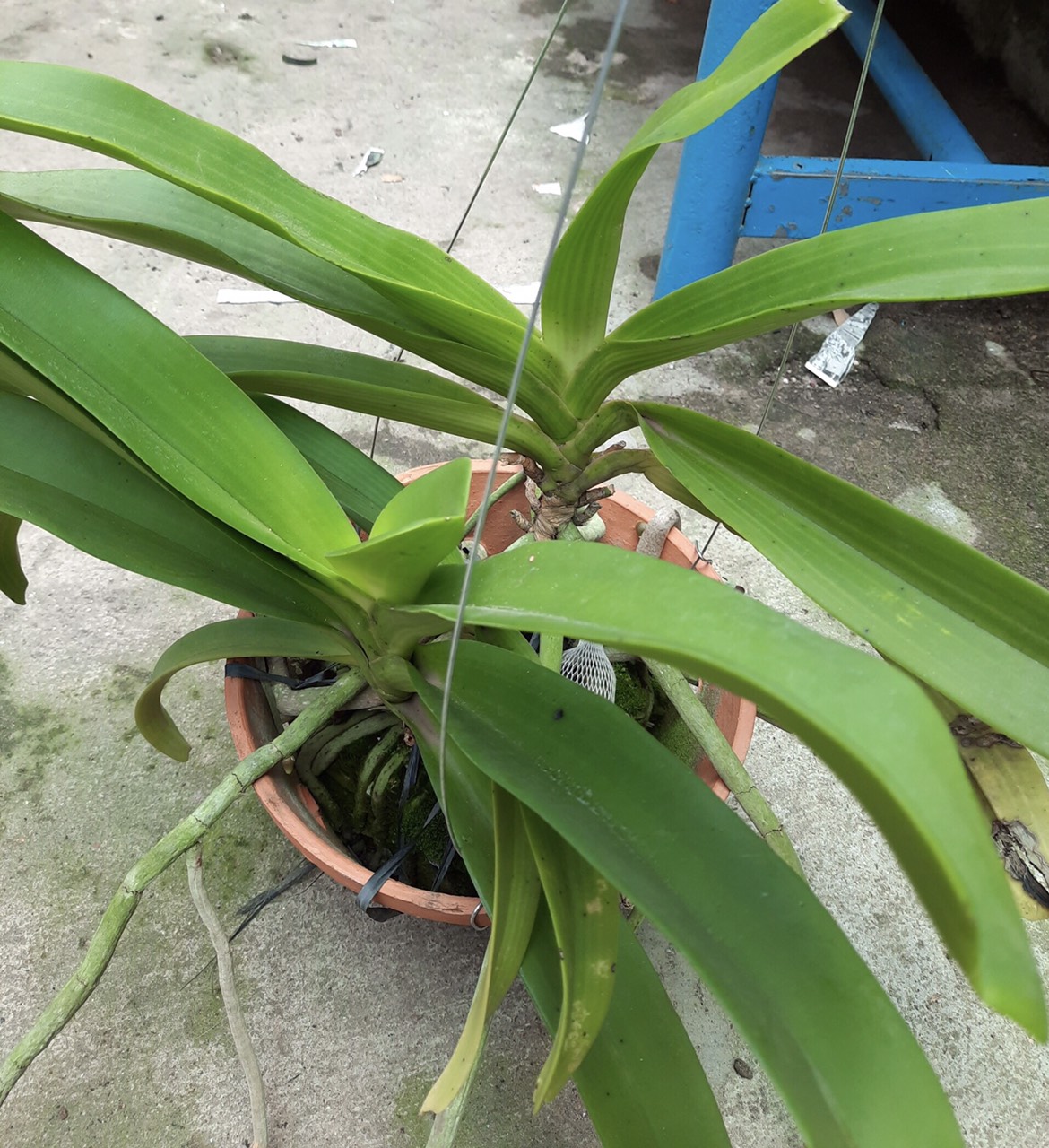 Lan rừng ngọc điểm (ghép chậu 2 cây - loại lớn)