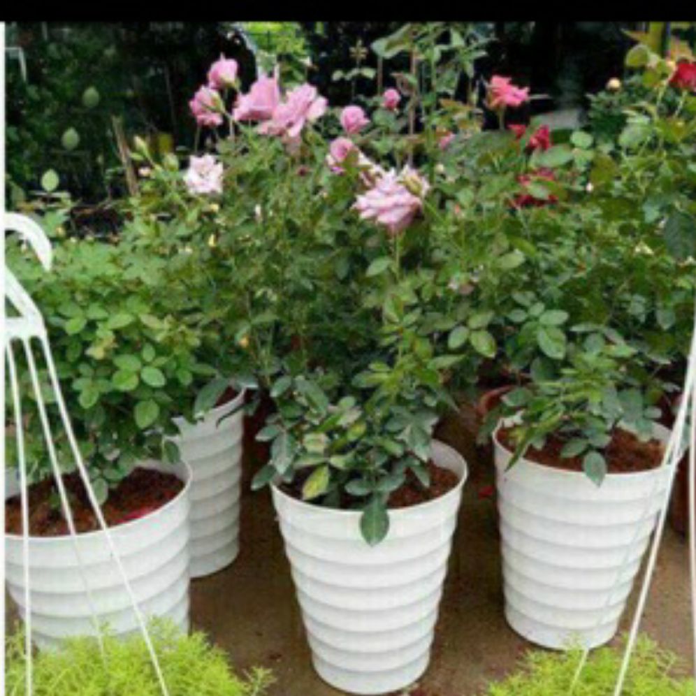 Combo 2 chậu trồng hoa siêu đẹp - chậu vòng tròn 24x30cm