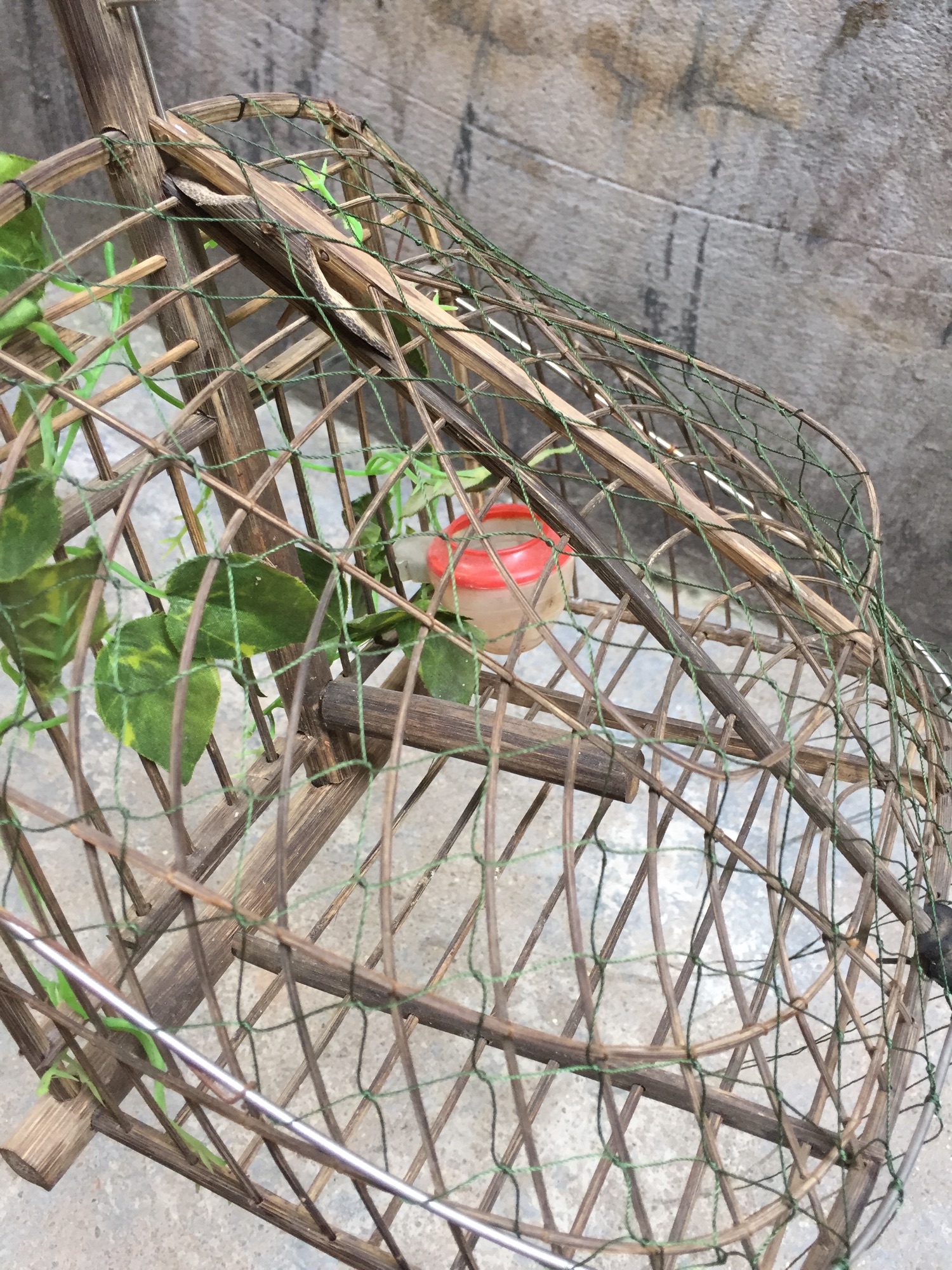 Chỉ đan lưới lồng bẫy chim chào mào ( choè than)