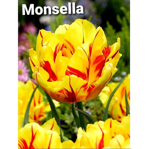 Củ giống hoa Tulip đơn - Hà Lan