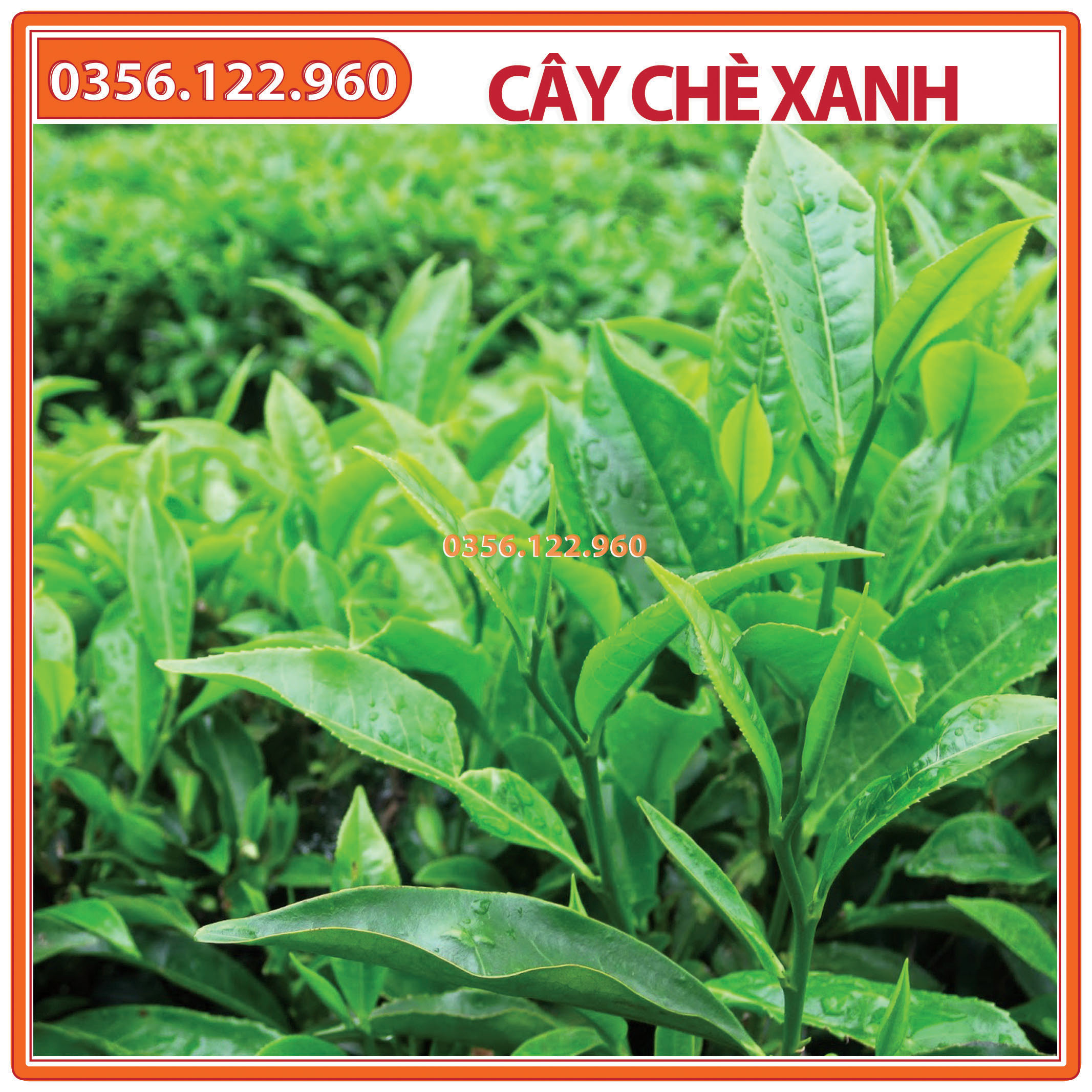 Cây chè xanh giống, trà xanh