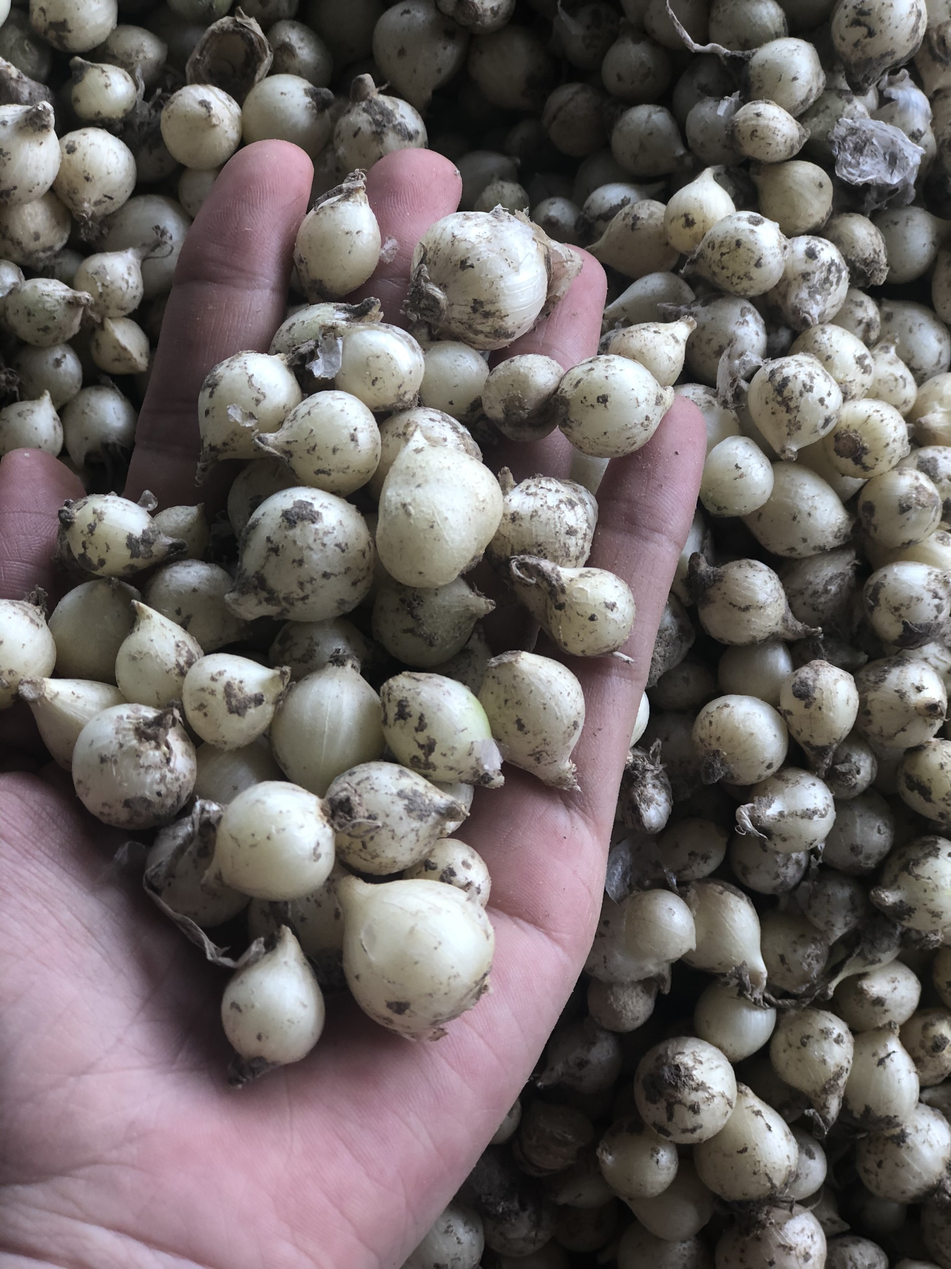 HÀNH TĂM XỨ NGHỆ (CỦ NÉN) 1KG