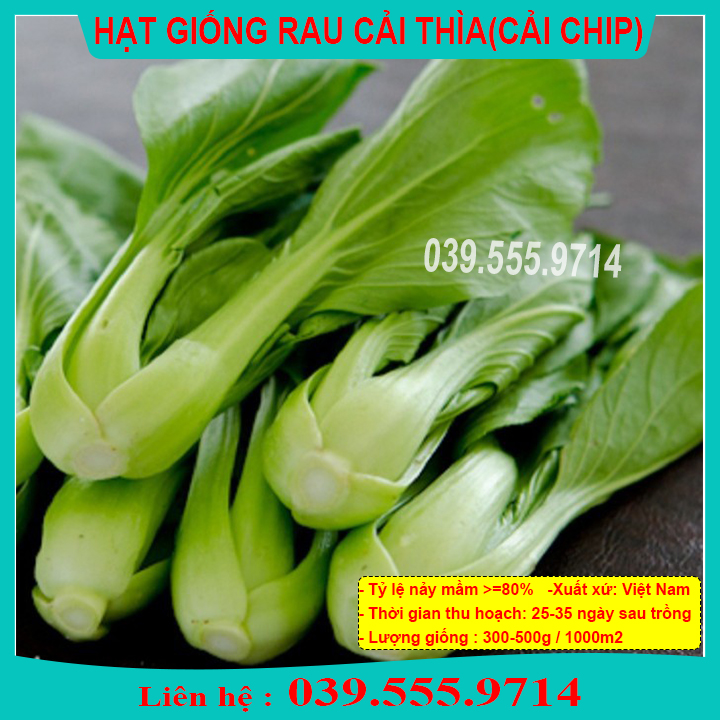 Hạt Giống Cải Chít 50gam