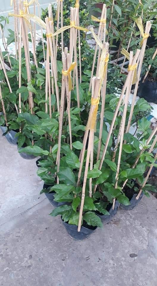Cây giống Cây Chanh Dây