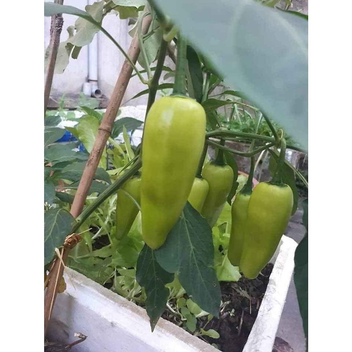 Hạt giống ớt đùi gà Thái Lan