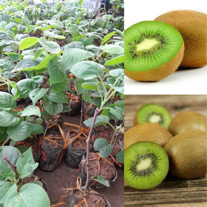 Cây KIWI giống F1 khỏe mạnh+Tặng kèm phân bón