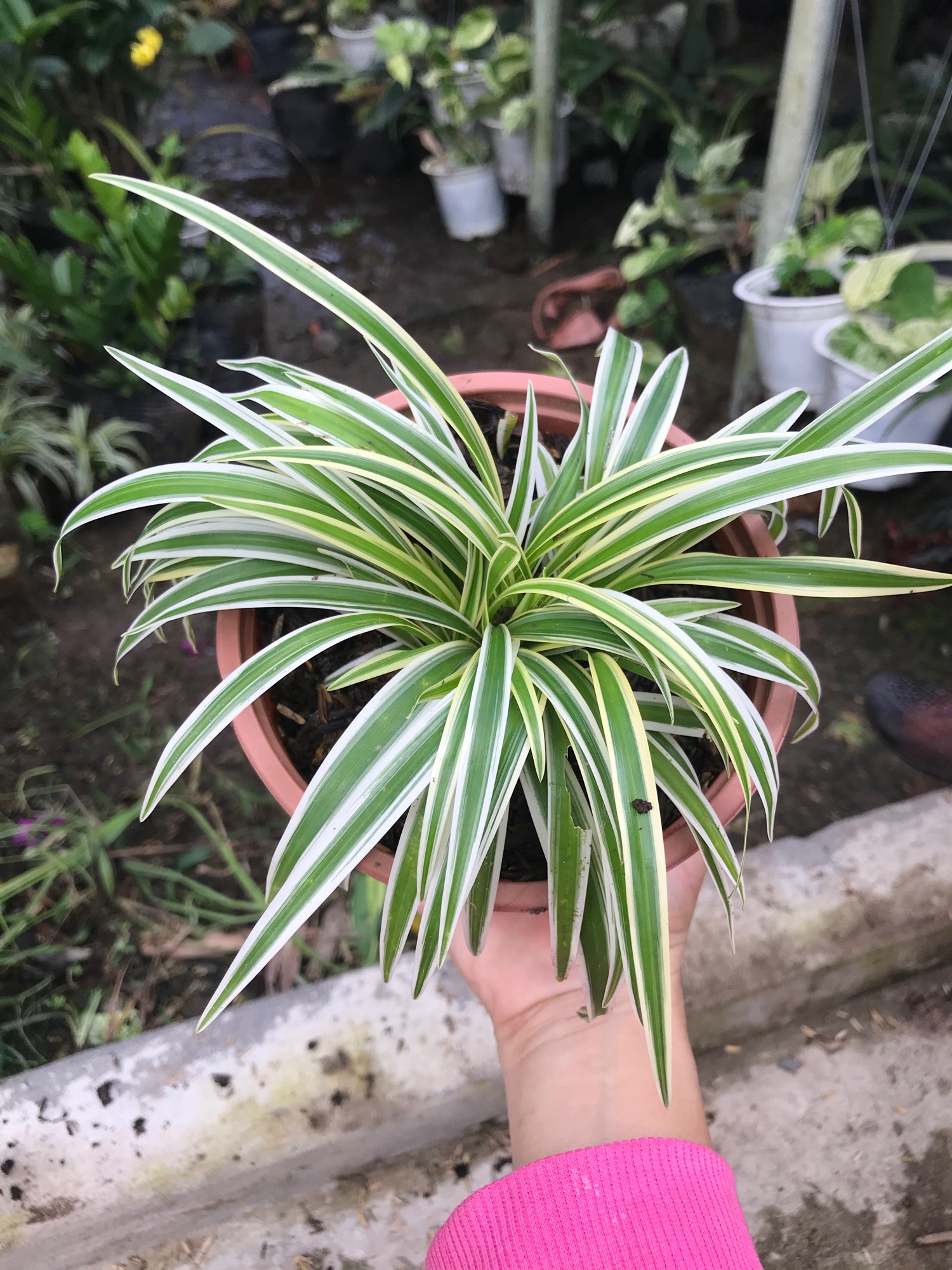 Lan chi Mỹ + tặng phân bón cho cây mau lớn