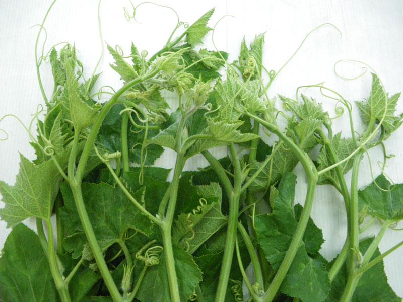 Gói 10g hạt giống bí ngọn siêu đọt