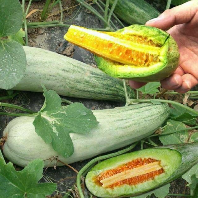 Hạt Giống Dưa Lê Chuối