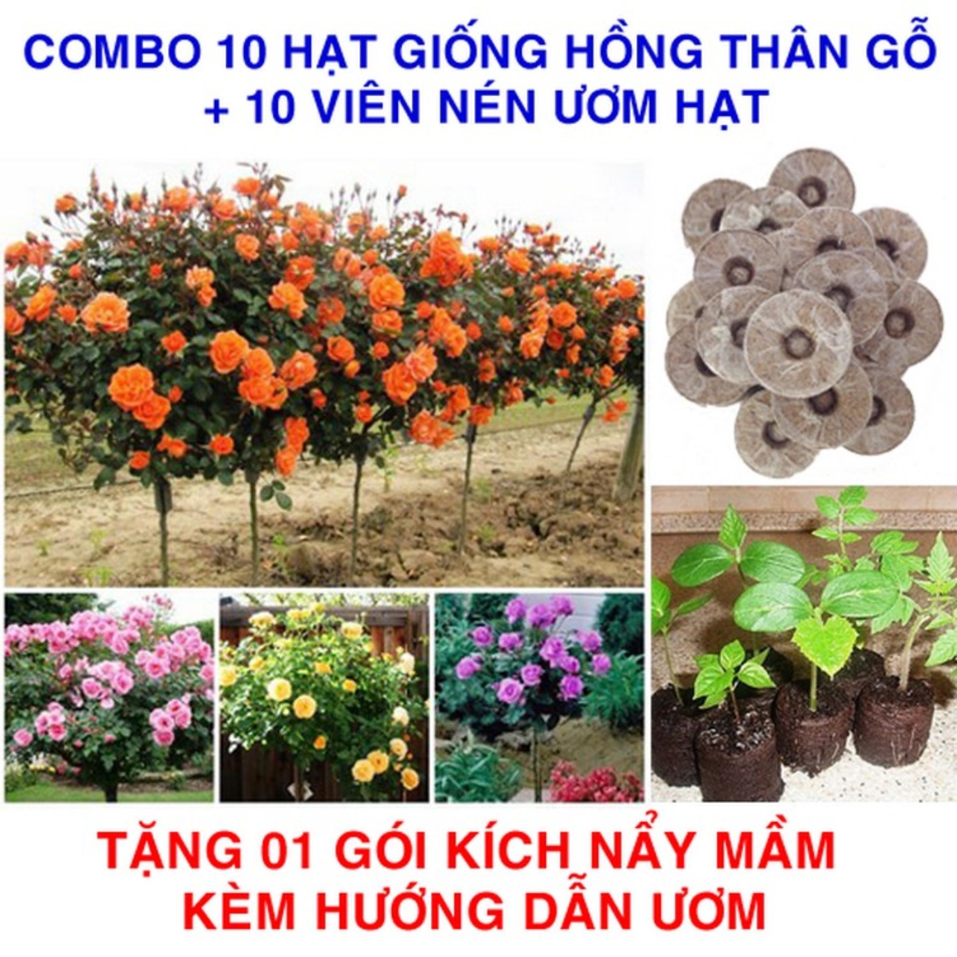 10 Hạt giống Hồng Thân gỗ + 10 Viên nén ươm hạt (tặng Kích mầm, H.dẫn)
