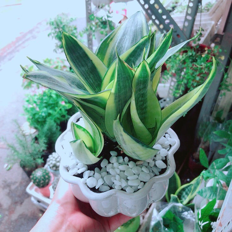 Chậu lưỡi hổ thái vàng