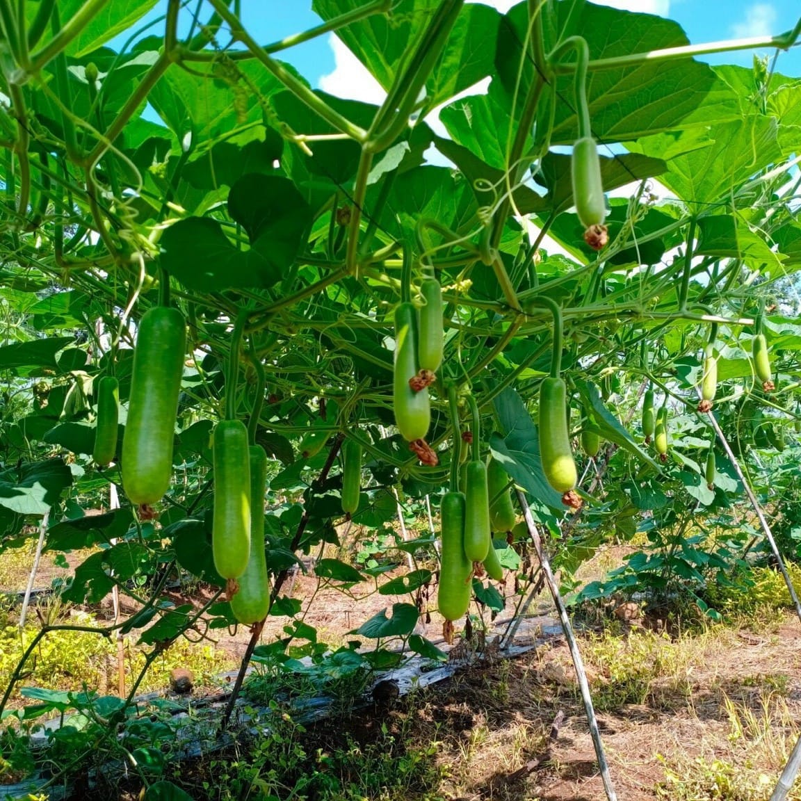 10 HẠT GIỐNG BẦU SAO NGẮN CAO SẢN