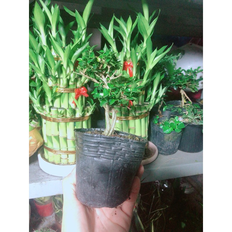 [HCM]Cây Sam Hương Bonsai