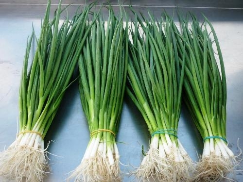 🍃hạt giống hành lá gốc trắng🍃 - 1gr/gói