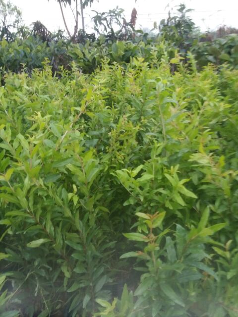 CÂY GIỐNG LỰU LÙN ĐỎ CAO SẢN 1