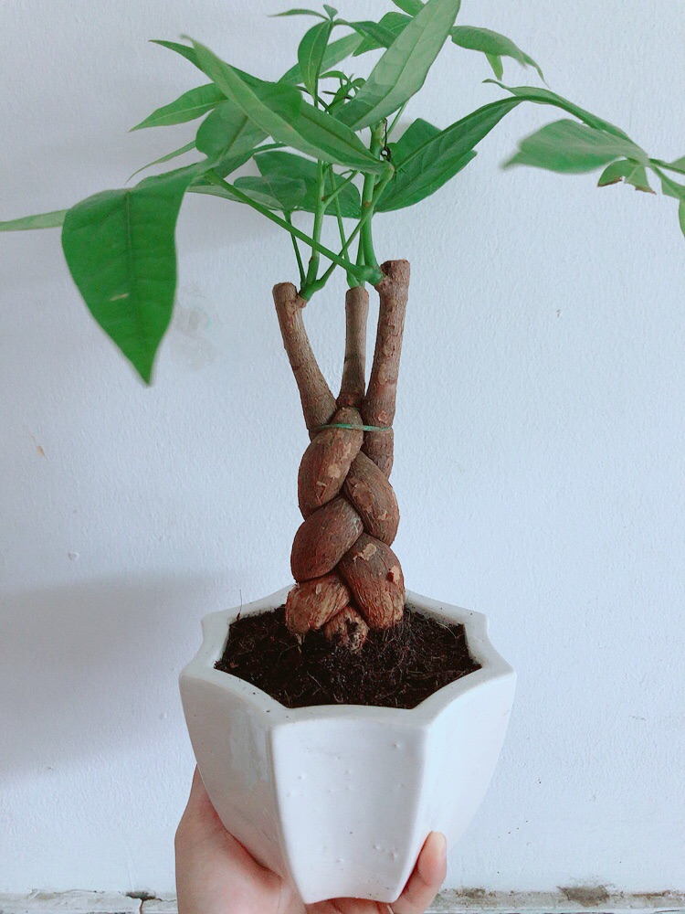 Chậu kim ngân thắt bím 3 thân