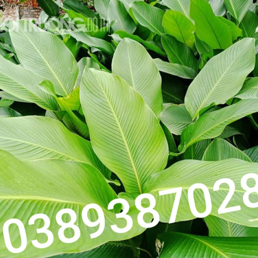cây dong gói bánh,(1 bụi giống)