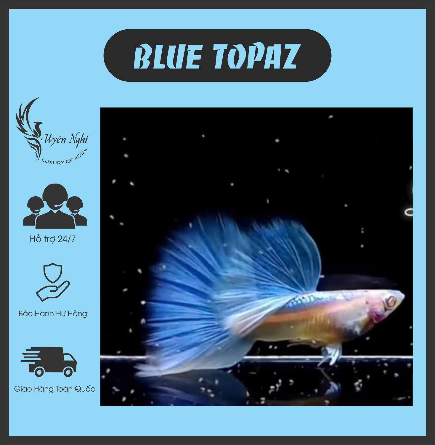 [Mua 5 tặng 1] Blue topaz guppy thủy sinh ( tặng thức ăn ) + rong trúc