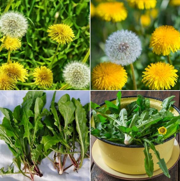 "Gói 100 Hạt " Hạt giống hoa bồ công anh