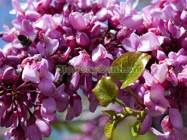 Cây Hoa Hạnh Phúc- cây gửi đi nguyên bầu