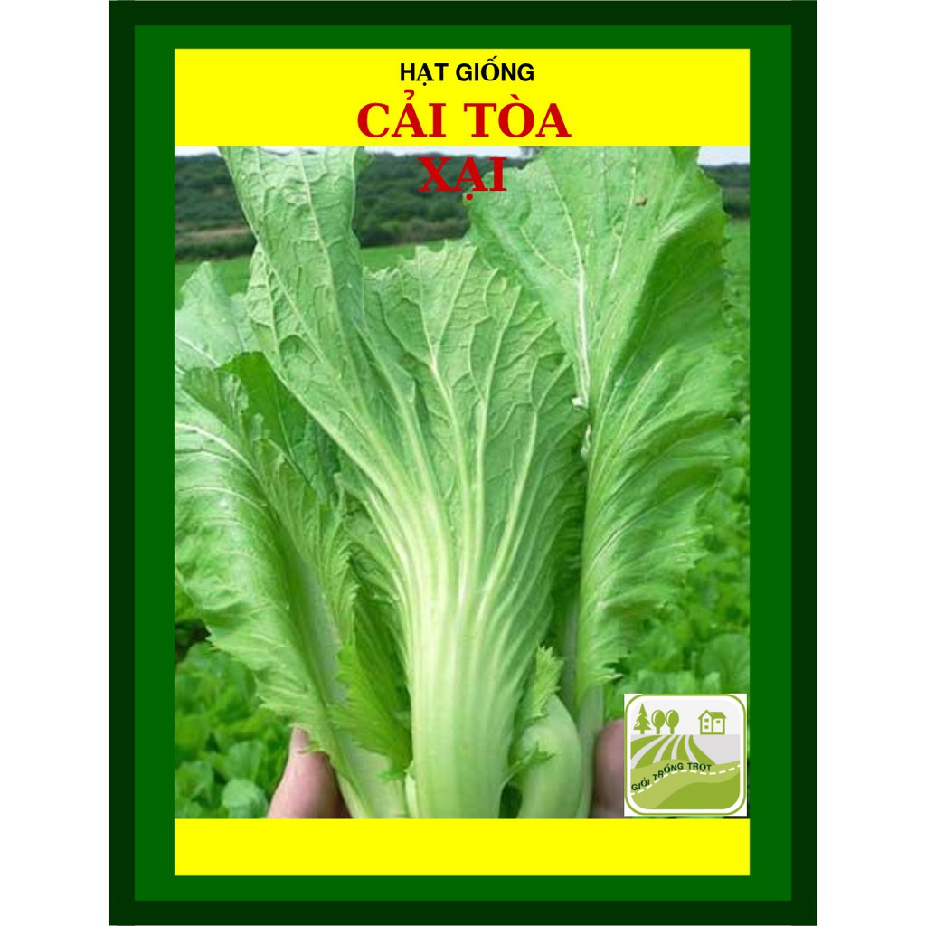 20G - Hạt Giống Cải Tòa Xại (Cải Bẹ Dưa)