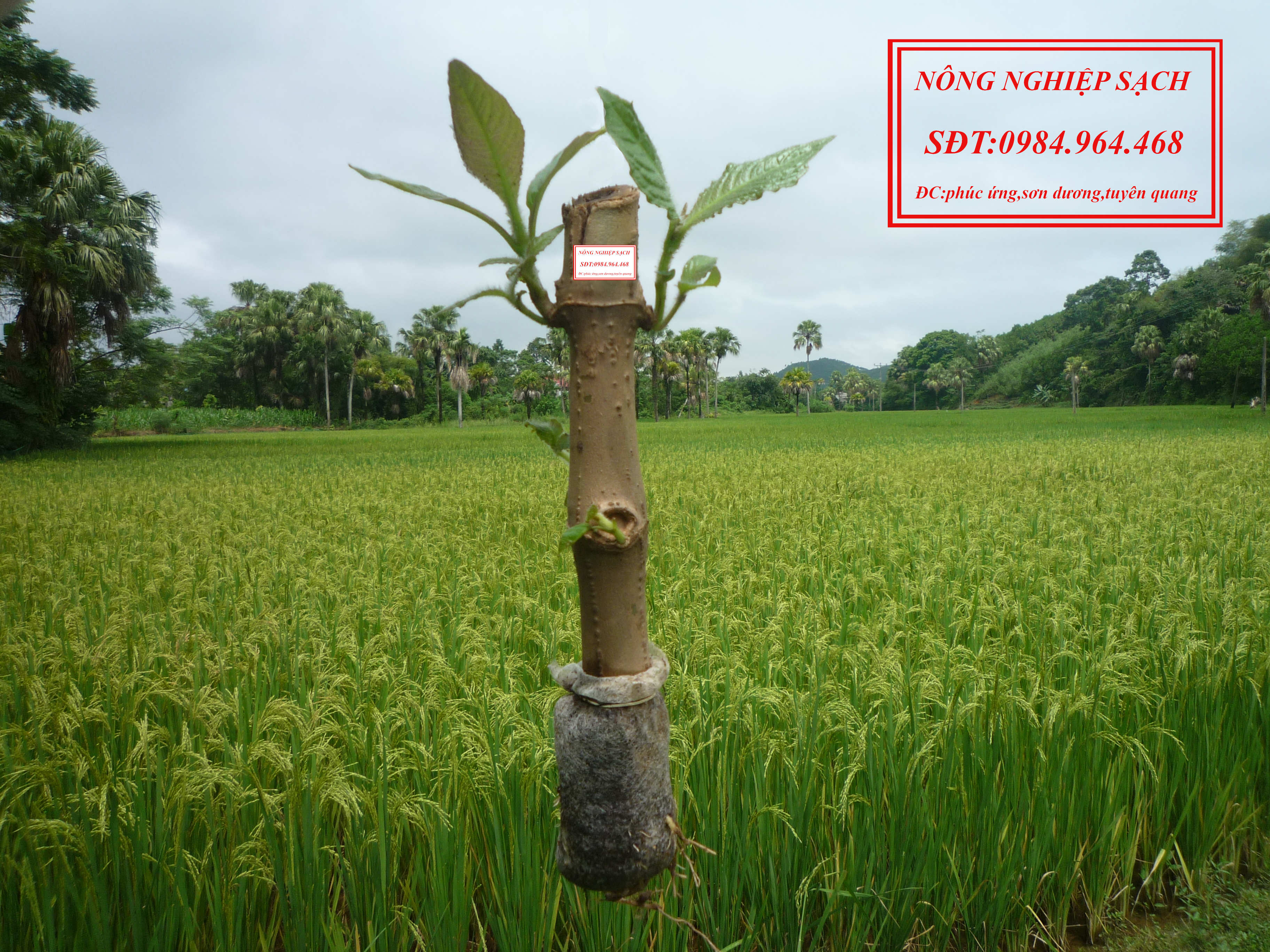 20 Cây chè khổng lồ