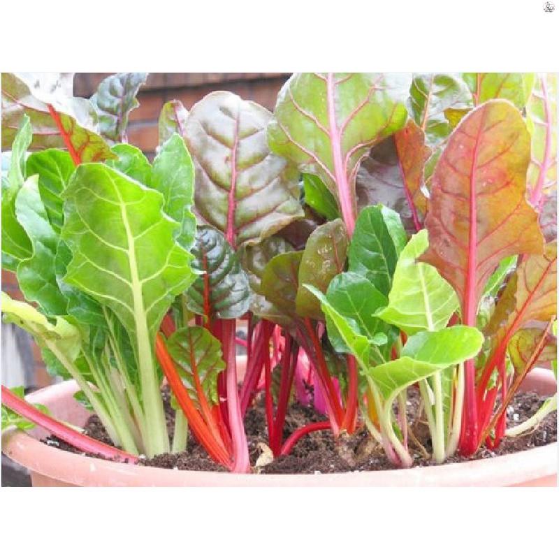 Hạt giống cải cầu vồng - gói 5 gram
