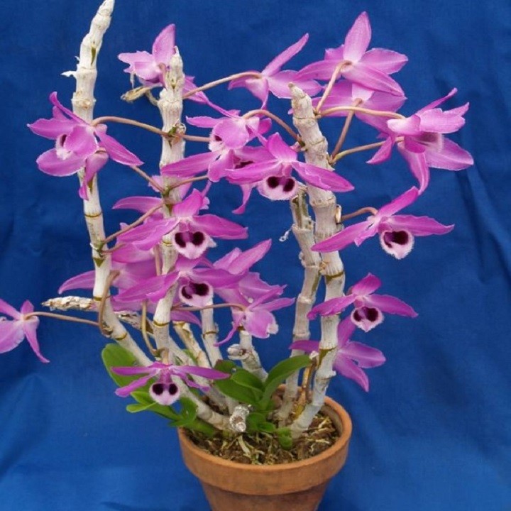 Hoa lan - trầm tím lào (cây cao 25cm, khỏe, bộ đẹp)