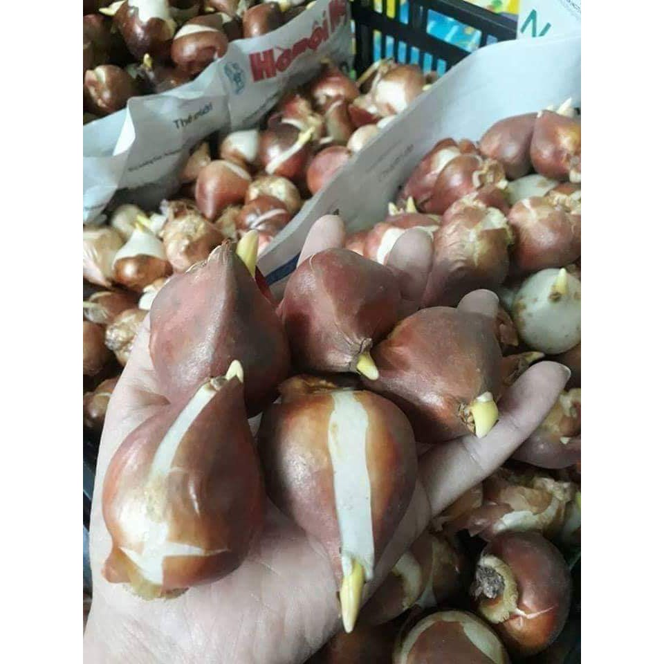 Củ Hoa Tulip Nhiều Màu Chơi Tết