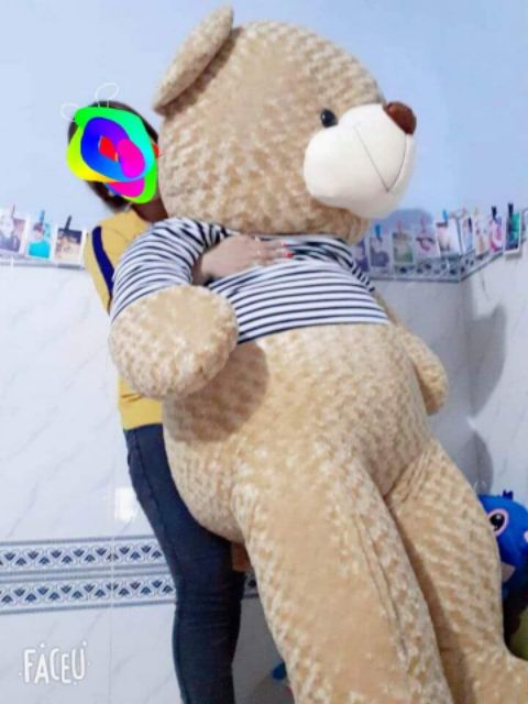 Gấu bông teddy size lớn
