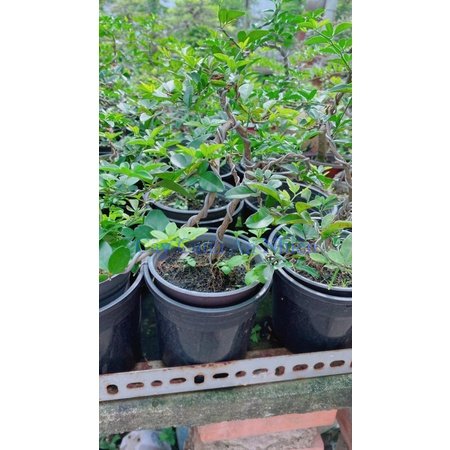 Cây Kim Quýt Bonsai