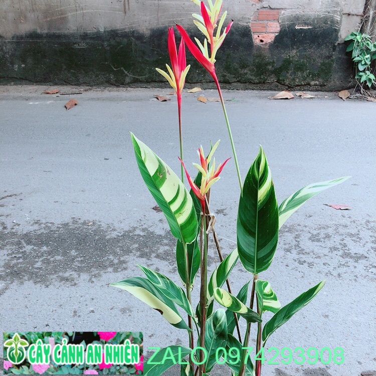 Chuối mỏ két size đại