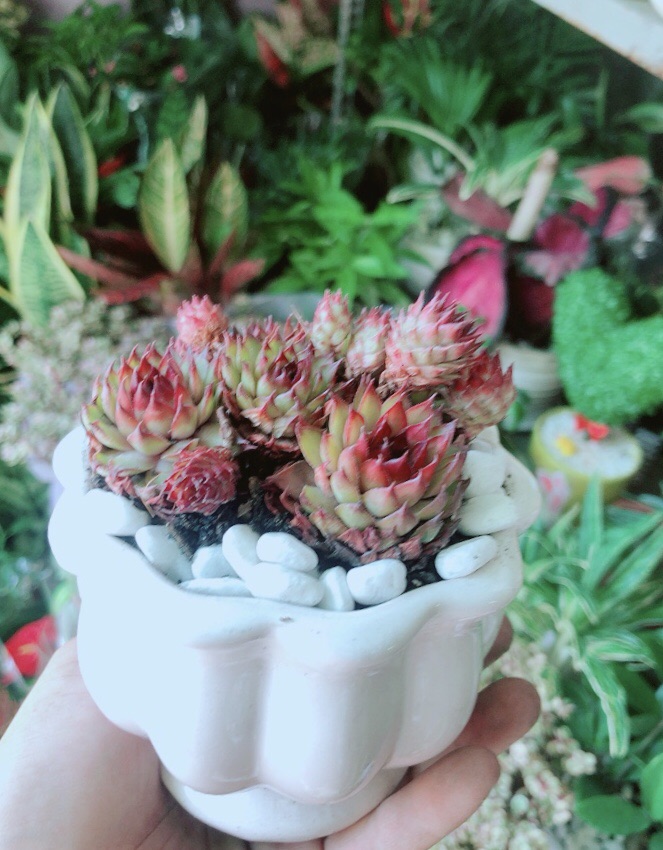 Chậu Cây Sen Phật Bà Đỏ