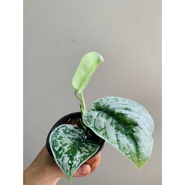 Cây Scindapsus pictus Exotica (Trầu Bà Exotica)