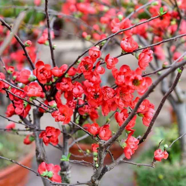 Hạt giống cây mai trung quốc hoa đỏ - 5 hạt