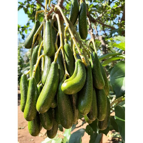 Cây giống bơ siêu trái , bơ không hạt