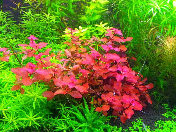 Tân Đế Tài Hồng lá nước 15 nhánh