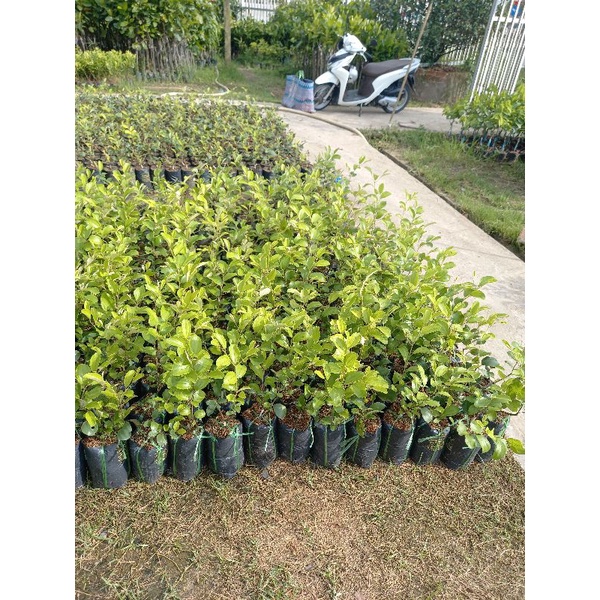 cây giống táo thái mau trái