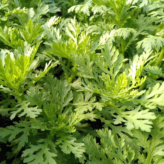 Hạt giống rau tần ô - cải cúc VTS134 | Vạn Tín Store