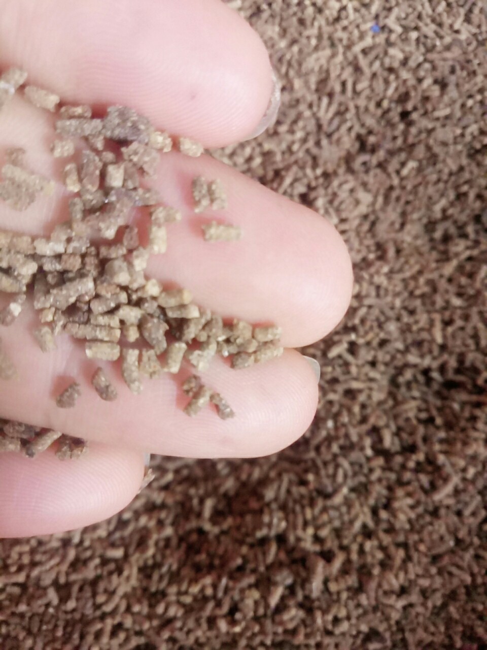 CÁM CHIM TỔNG HỢP  ( gói 500gr)