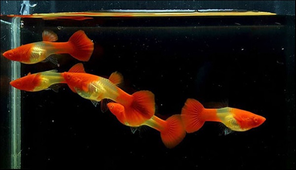 Bán thức ăn + 5 cặp koi đỏ giá chỉ 100k