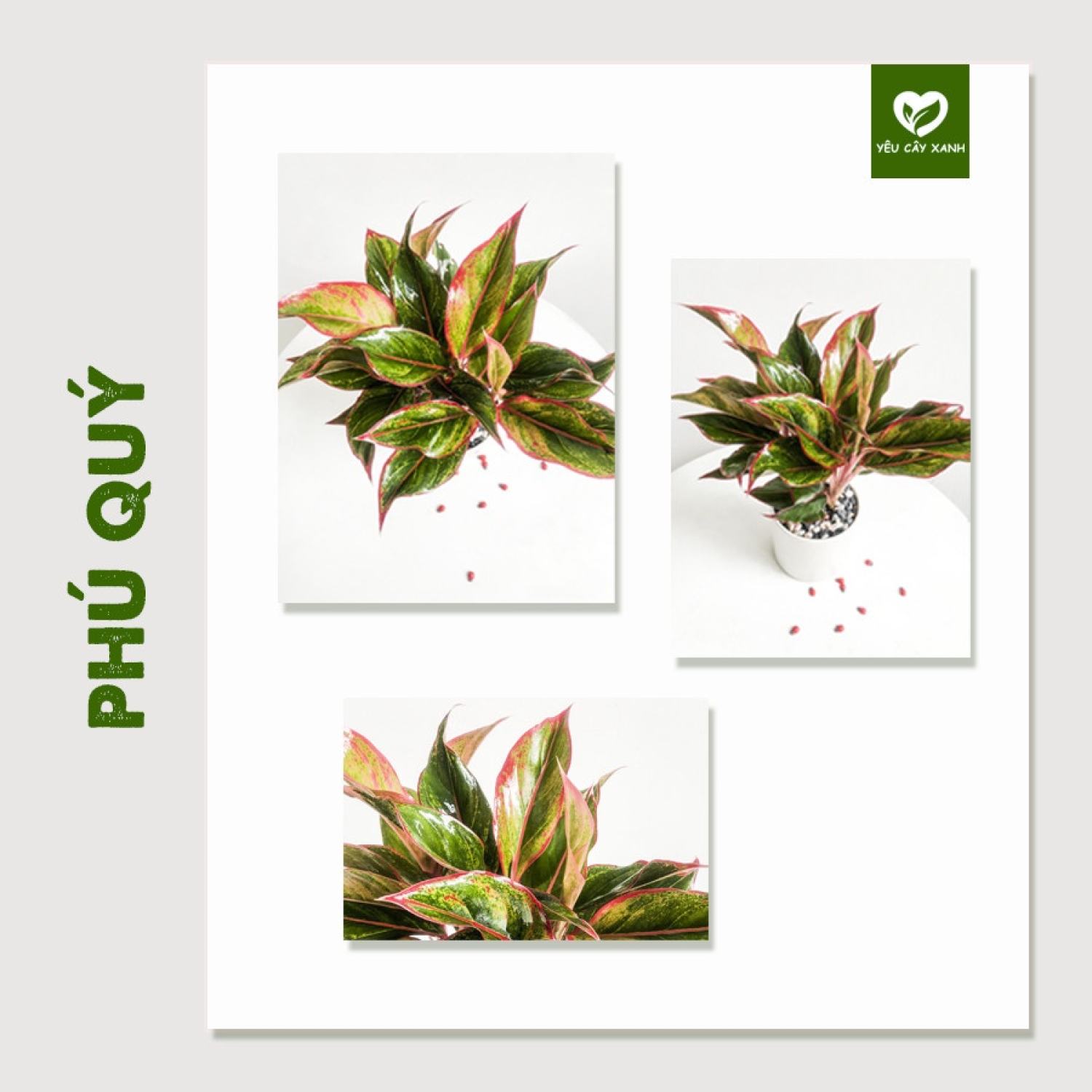 Cây Phú Quý mini để bàn hợp phong thủy dễ chăm sóc