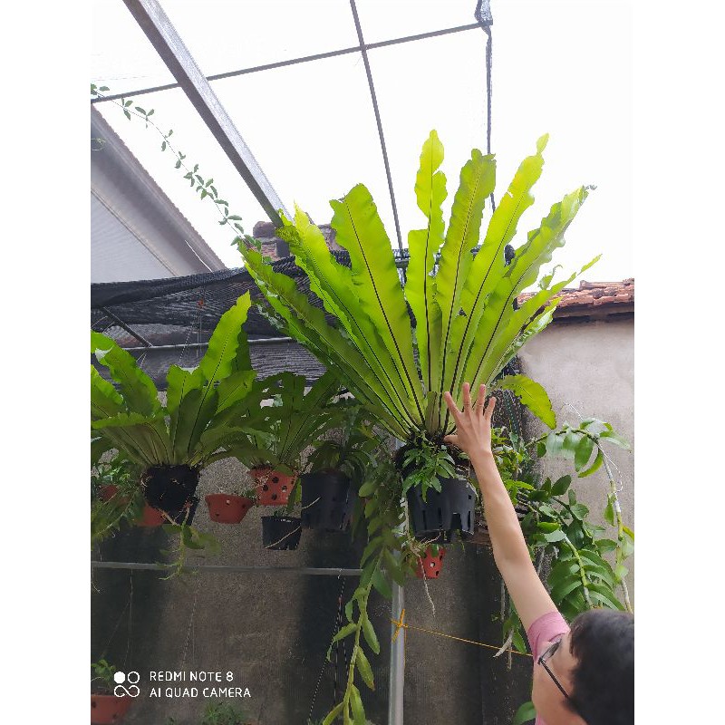 [Viện Nghiên Cứu Di Chuyền Nông Nghiệp] tổ quạ, lan phi điệp