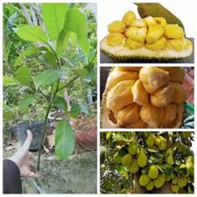 Cây giống mít tố nữ -cây giống loại 1
