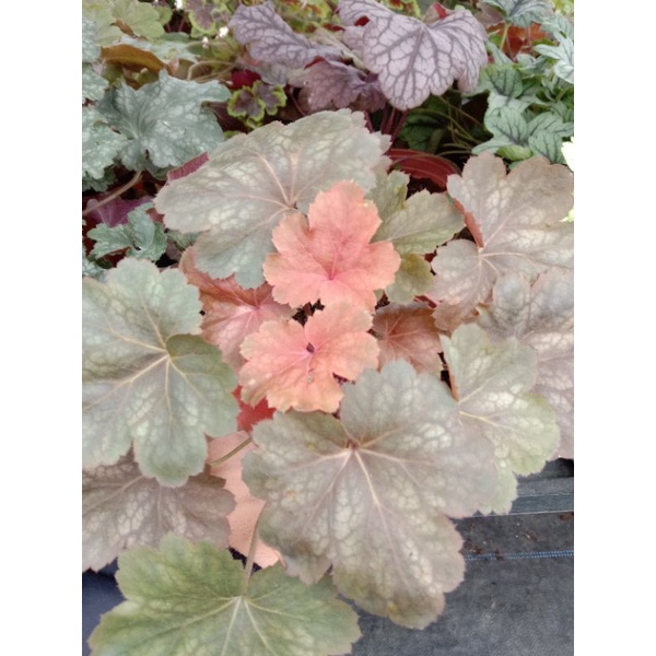 Cây Chuông San Hô - HEUCHERA - Cây Lá May Mắn ️