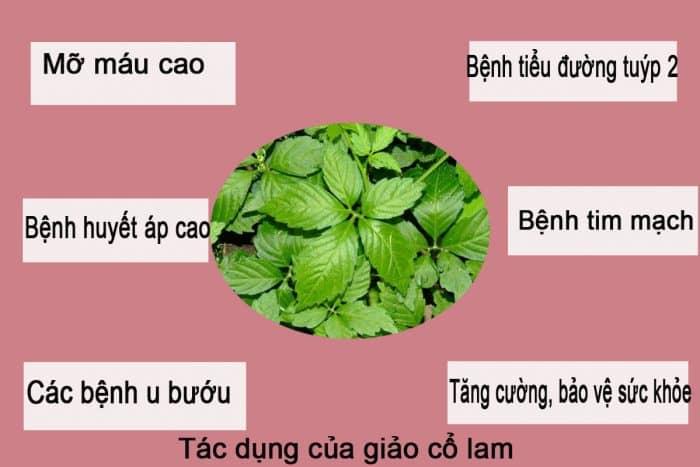 TRÀ GIẢO CỔ LAM (1kg)